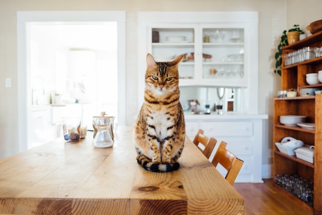 Ways to Catch Pests and animals in Kitchen