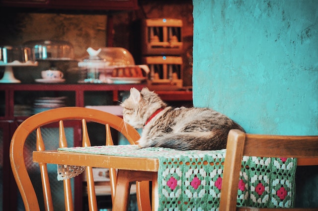 How to keep cats off of kitchen counters?