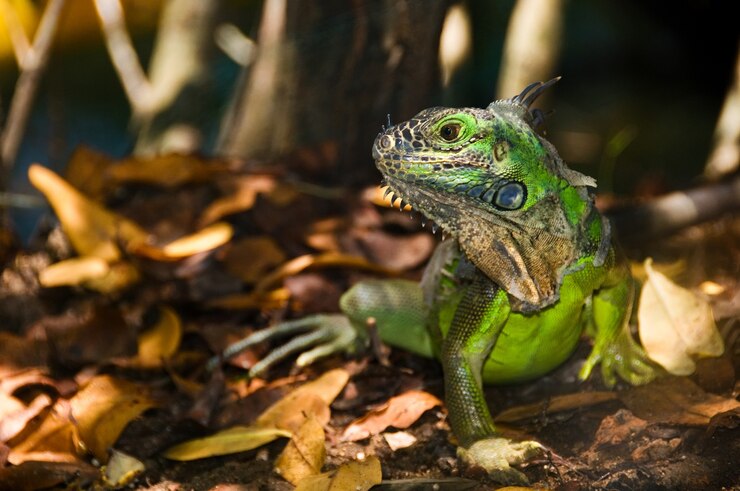 what do baby basilisk eat ark